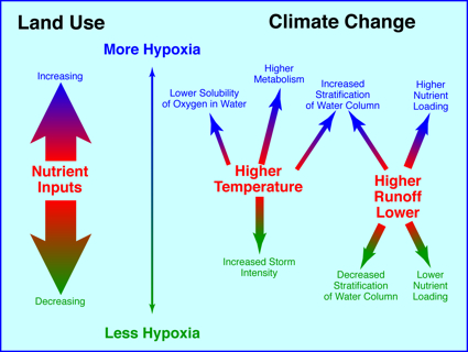 Several projected outcomes of global climate change will act to increase the prevalence and negative impacts of low-oxygen dead zones. Click image for larger version.