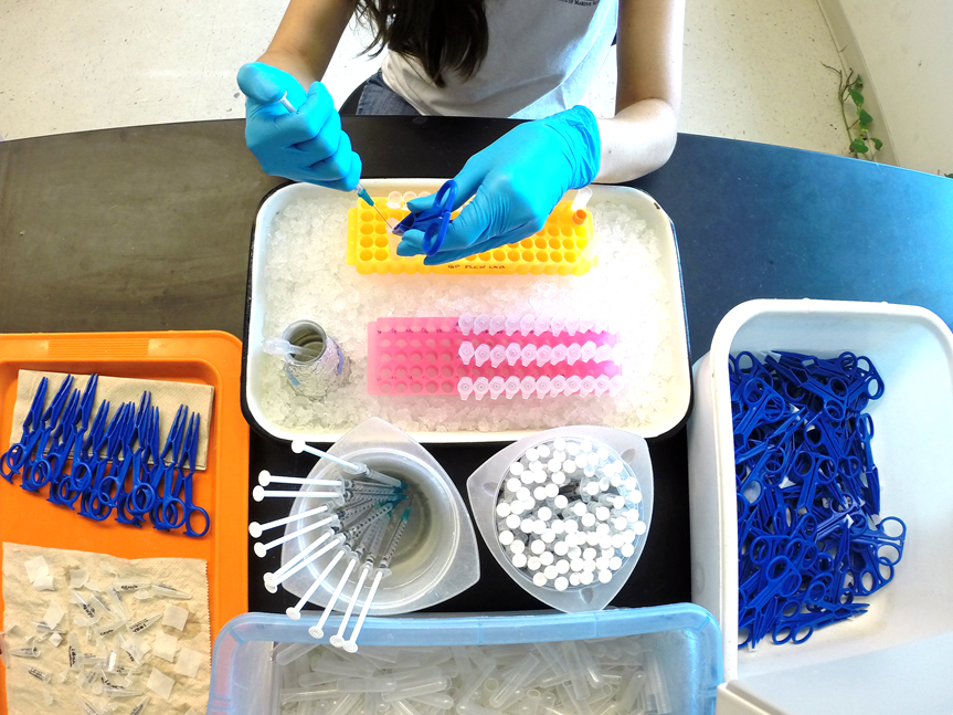 Preparing flow cytometry samples.