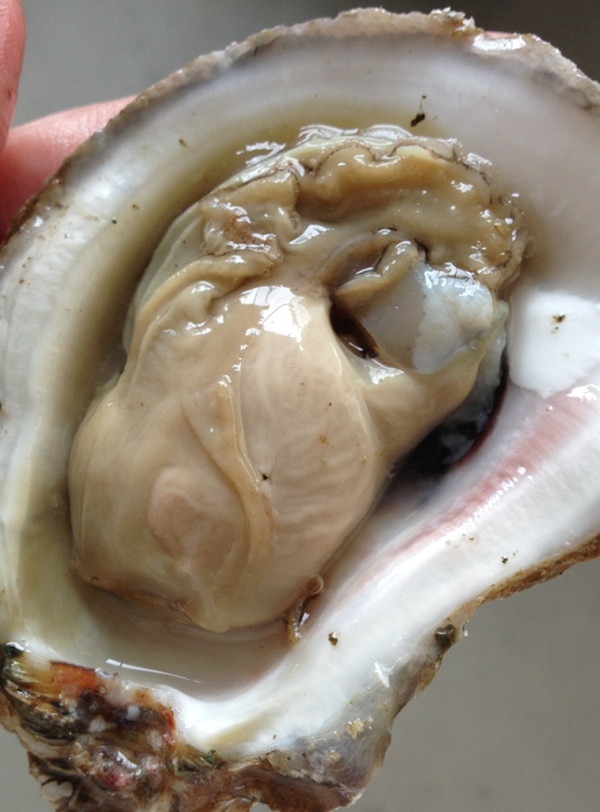 This oyster is ripe and ready for spawning. It is full of gametes as indicated by its central body mass. Note its fullness, creamy color, and the veiny appearance of follicles in the central tissue. These follicles are where eggs or sperm develop during the spawning season.
