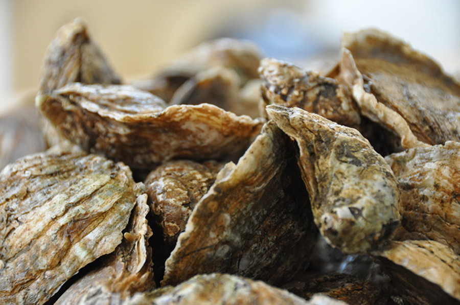 The Eastern oyster, Crassostrea virginica, is native to the eastern seaboard of North America and the Gulf of Mexico. It's also the official state shell of Virginia.