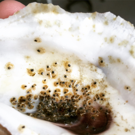 Oyster Spat