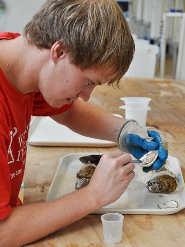 Matt examines oyster tissues in the laboratory.
