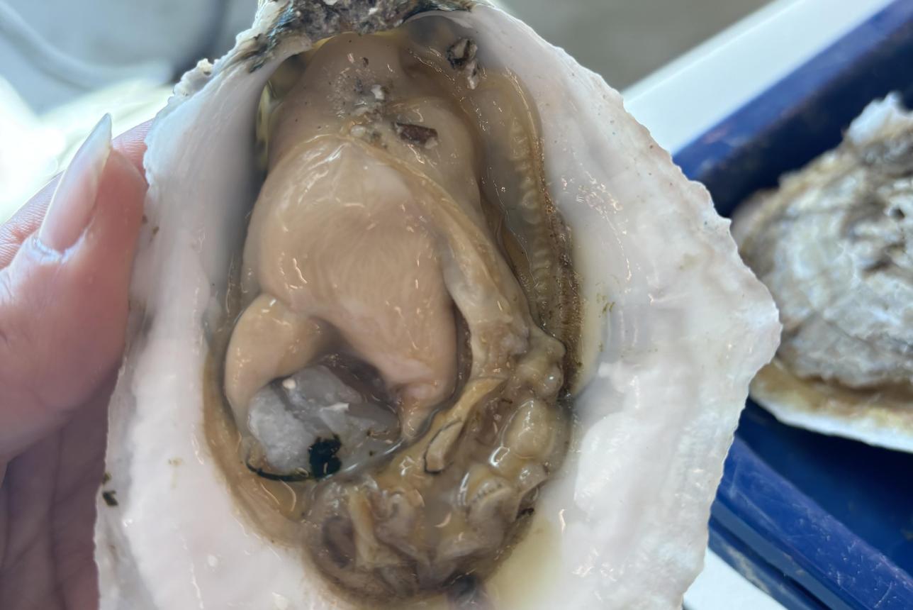 A close up of an oyster
