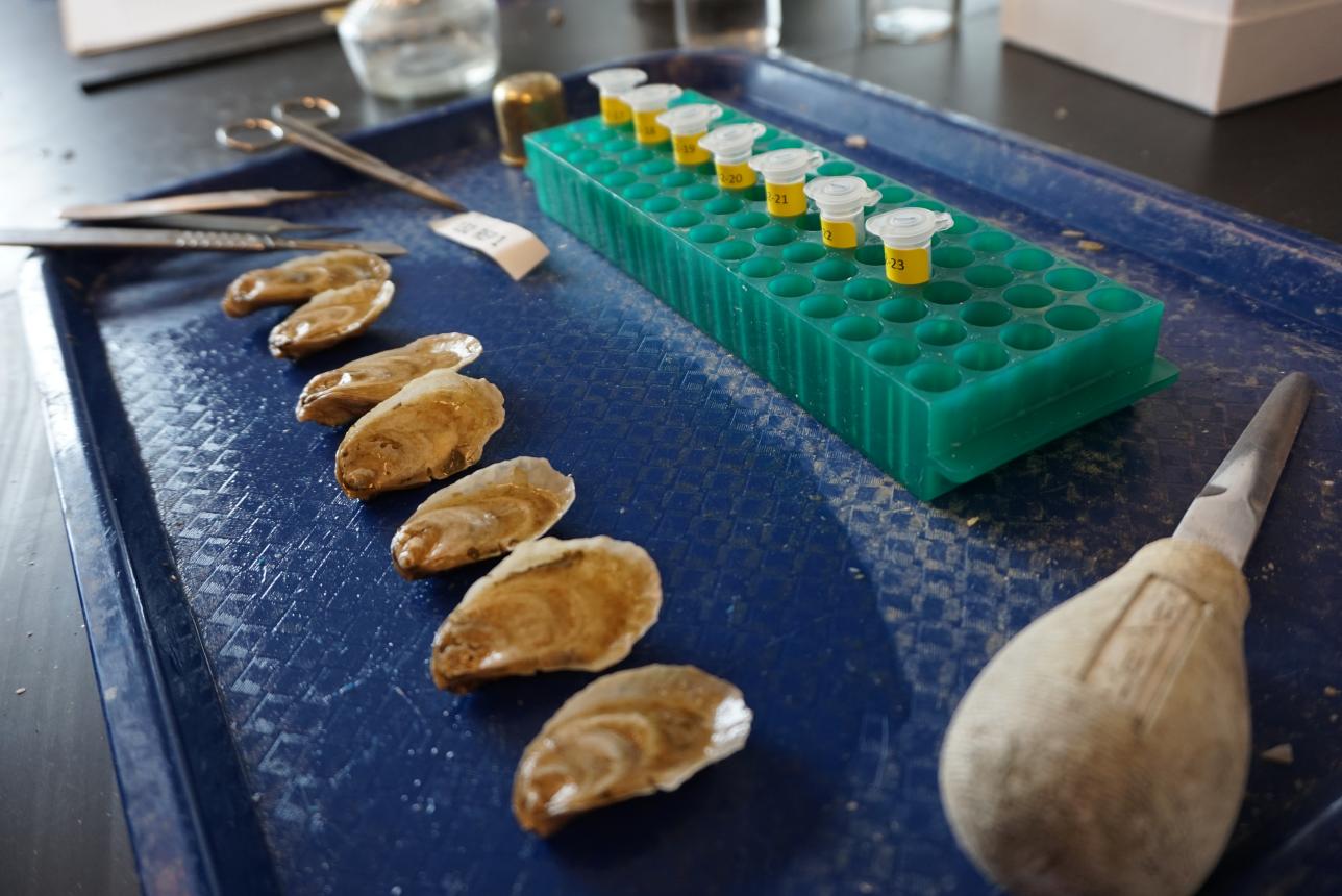 Shucked oyster shells lined up on a blue lab tray alongside an oyster knife, forceps, and a green rack holding labeled sample vials in a research laboratory.