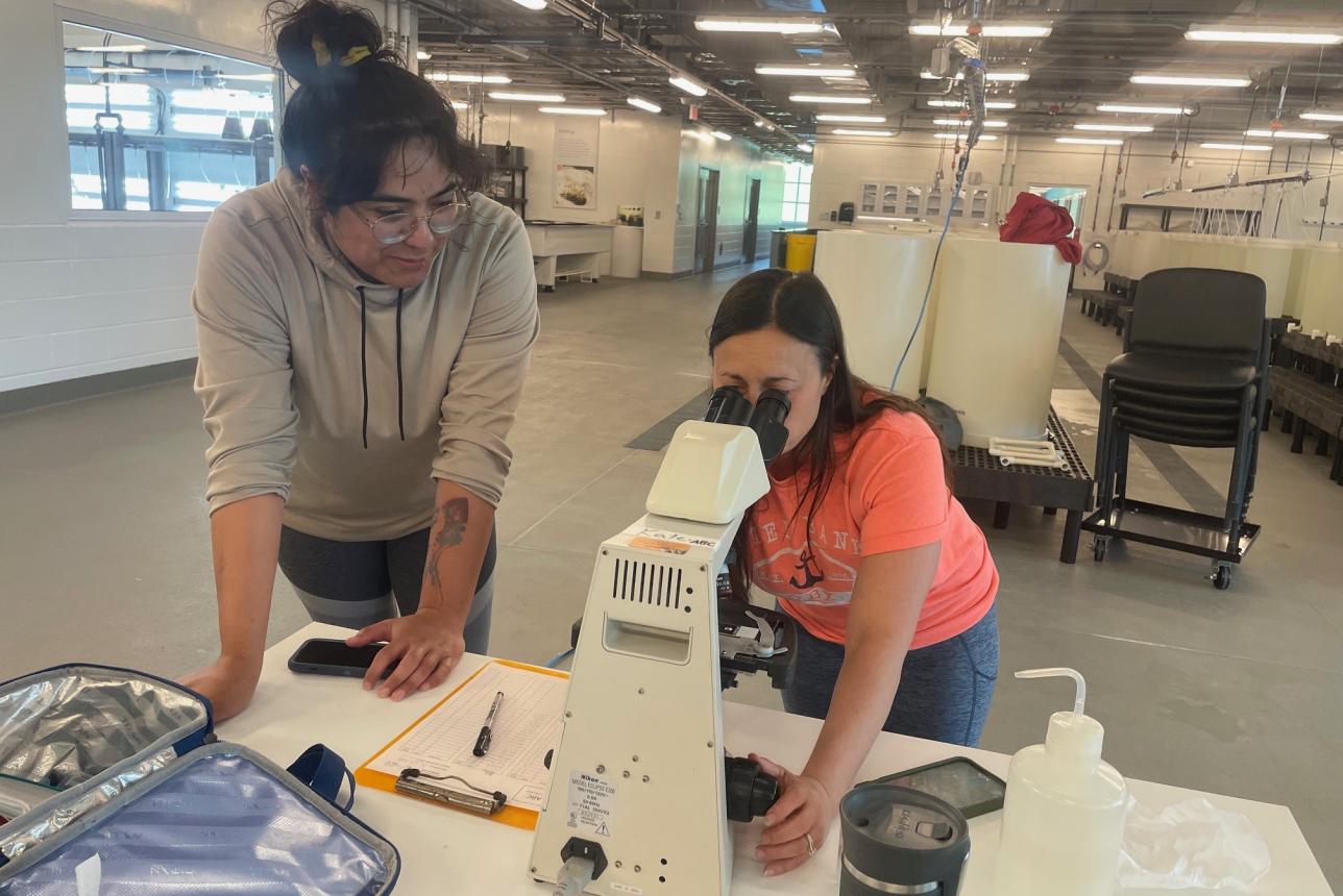 ABC researchers look through a microscope in the Acuff Center.