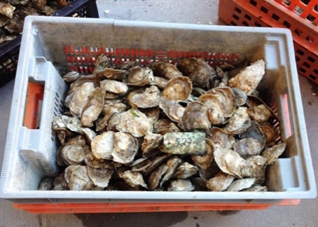 Oyster Industry