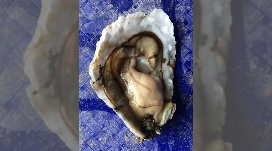 Ripe oyster