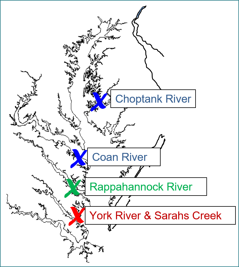 A map of the Chesapeake Bay, with X marks on the ABC farm locations. Blue marks (Choptank and Coan) are low salinity sites. Green (Rappahannock) is a moderate salinity site with low disease pressure, while Red (York River and Sarah's Creek) are also moderate salinity, but with higher disease pressure