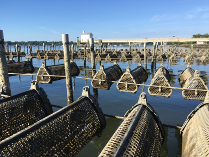 Photo of long line baskets exposed at low tide in the York River