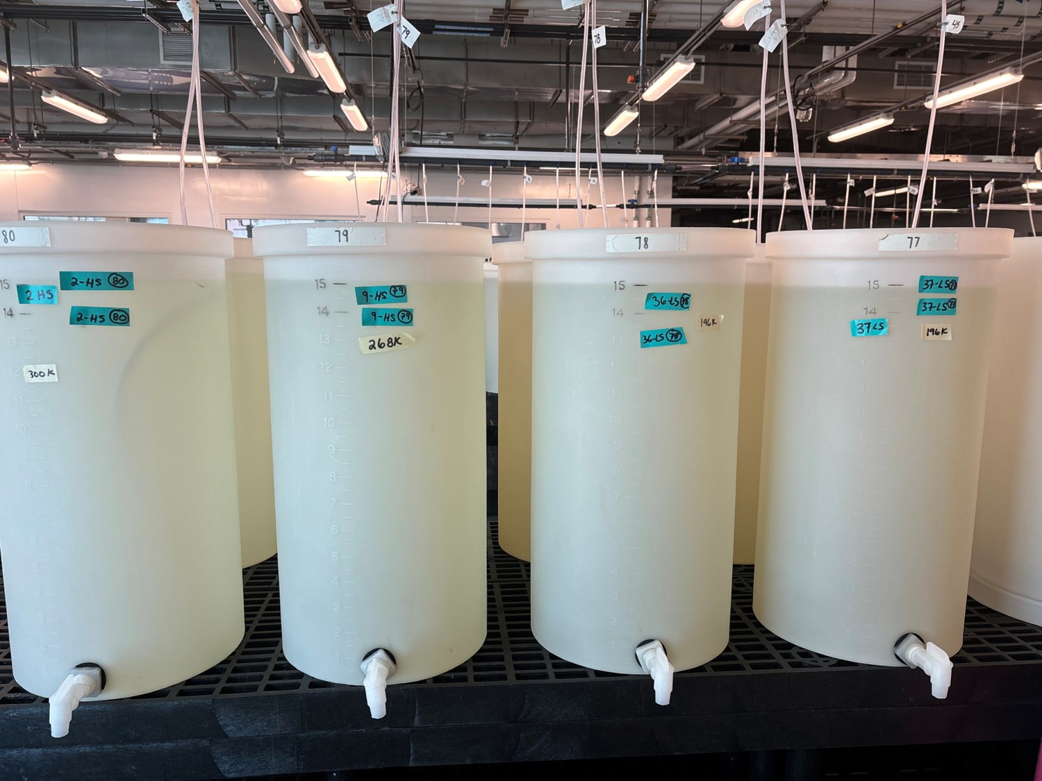 A row of four larval tanks.  Each tank holds a geneticially distinct larval culture and is utually marked with the culture name and a larval count 