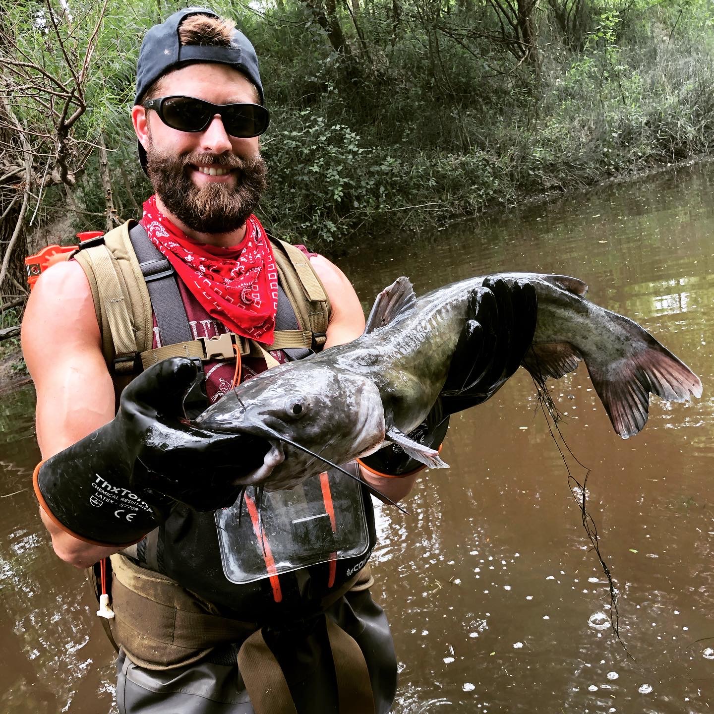 Channel catfish caught during a fish survey.