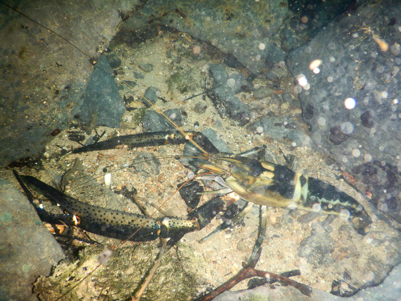 Bigclaw River Shrimp (Macrobrachium carcinus) in the San Marcos River, TX.