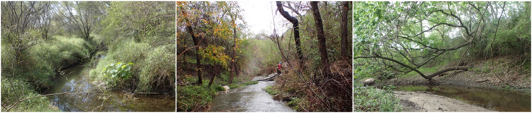 Three coastal rivers along a climate gradient in South Texas (left to right): San Fernando Creek (semi-arid climate), Aransasa River (transitional climate between mesic and semi-arid), and Garcitas Creek (mesic climate).