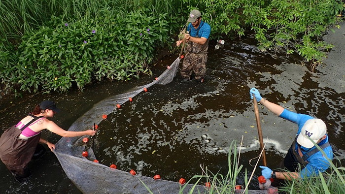 Setting up a block net for fish surveys in Tranquitas Creek, TX to assess impacts of Hurricane Harvey on fish communities.