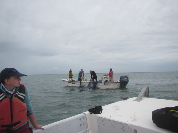 Pulling in a trawl net in the VA coastal bays