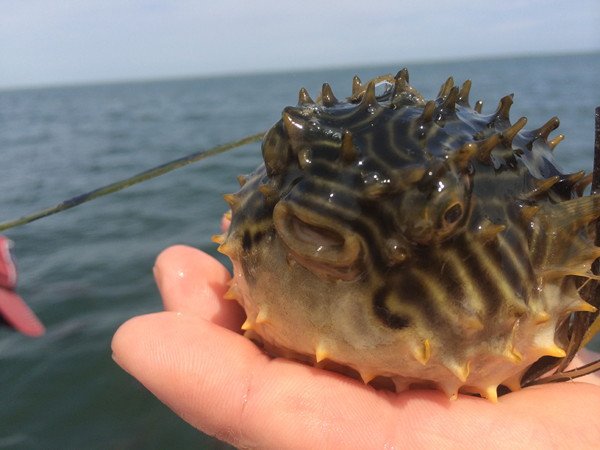 Caught in a trawl survey: striped burrfish