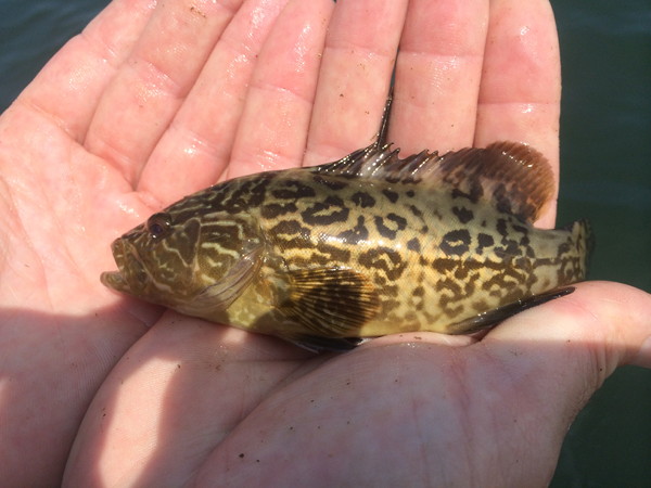 Caught in a trawl survey: juvenile gag grouper
