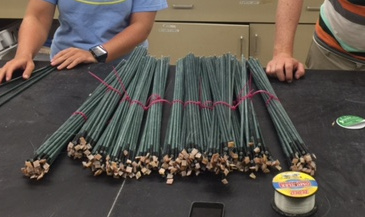 "Squid pops" for Marine GEO.