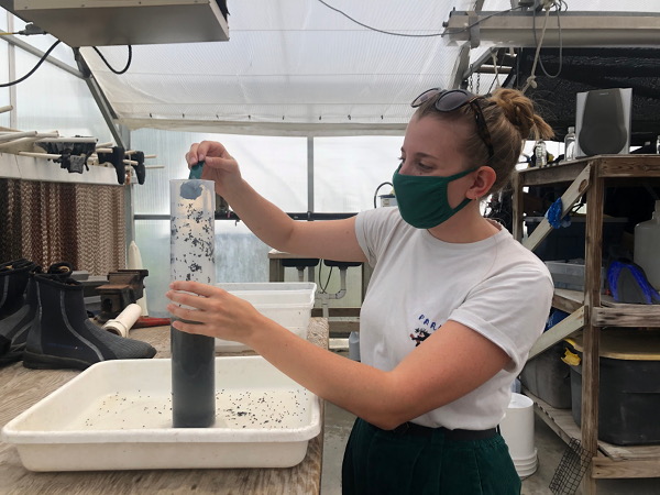 measuring seed volumes to assess how many seeds we collected