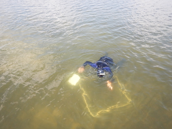 Looking at quadrat on a transect to measure seagrass cover.