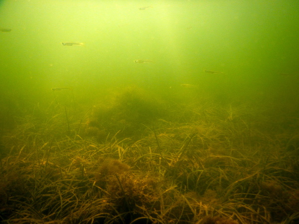 Bay anchovies swimming over senescing eelgrass on a transect.