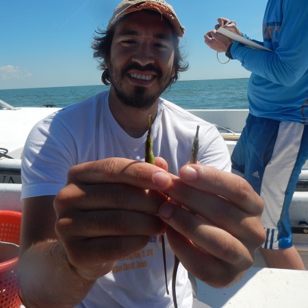 Pipefish caught in trawl sample.