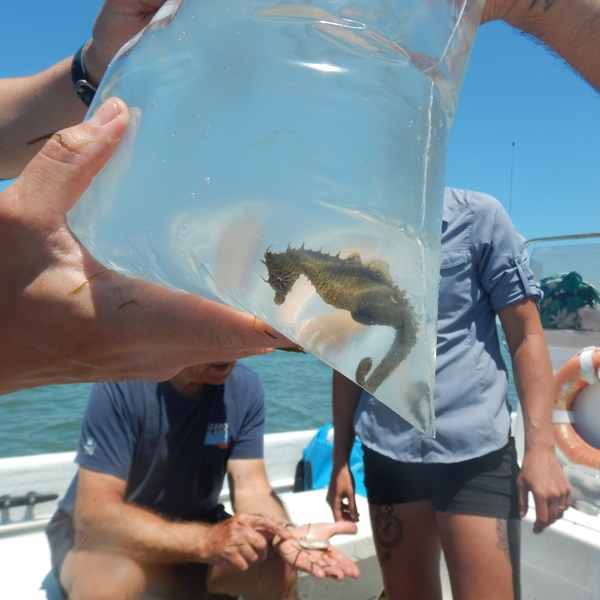 Seahorse caught in a trawl sample (was safely released!)