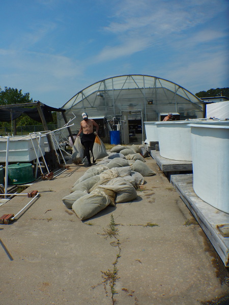 bags of reproductive shoots collected from Mobjack Bay