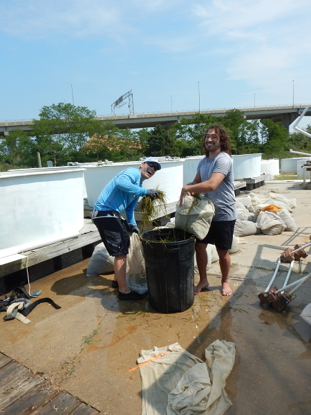 sorting and volumetrically measuring shoots