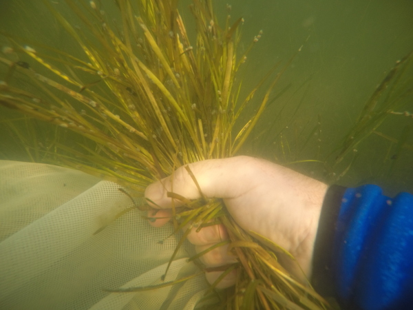 reproductive shoots of Zostera marina in Mobjack Bay, VA
