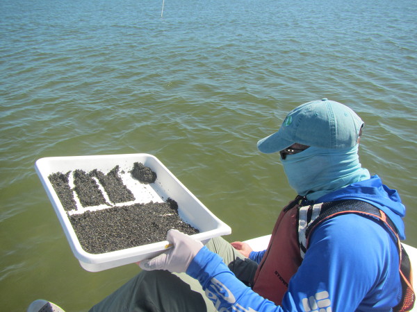 spreading Zostera marina seeds for restoration
