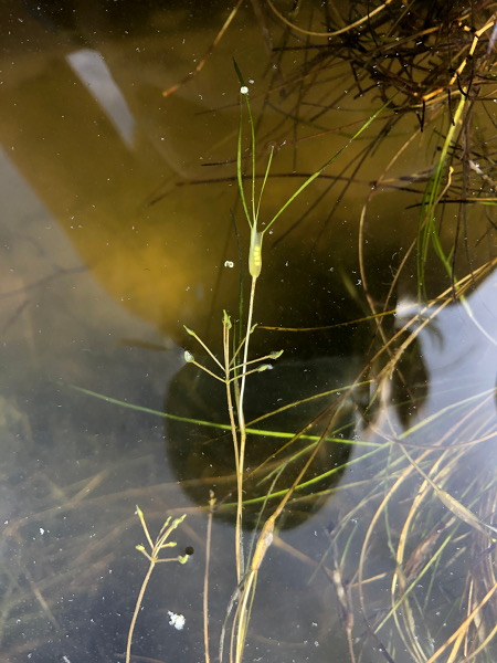 ruppia maritima e.g. widgeongrass in the field