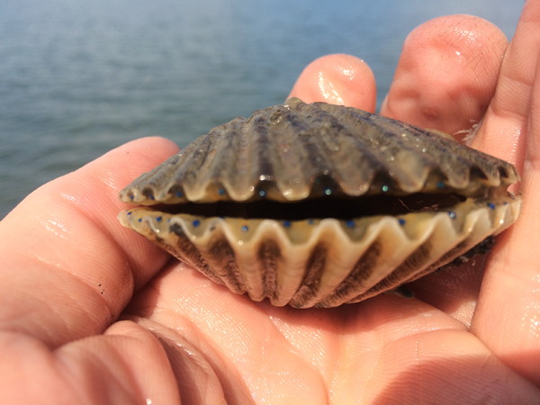 Scallop (Argopecten irradians) collected during scallop surveys in the VA Coastal Bays.