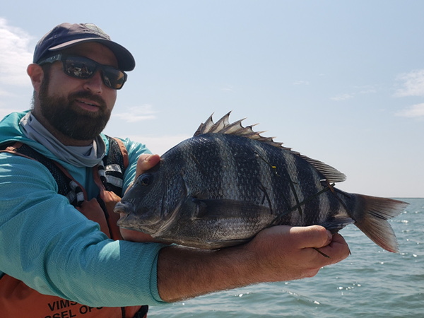 Sheepshead caught during a trawl in South Bay, VA.