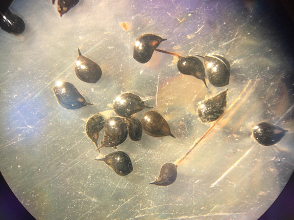 Ruppia seeds