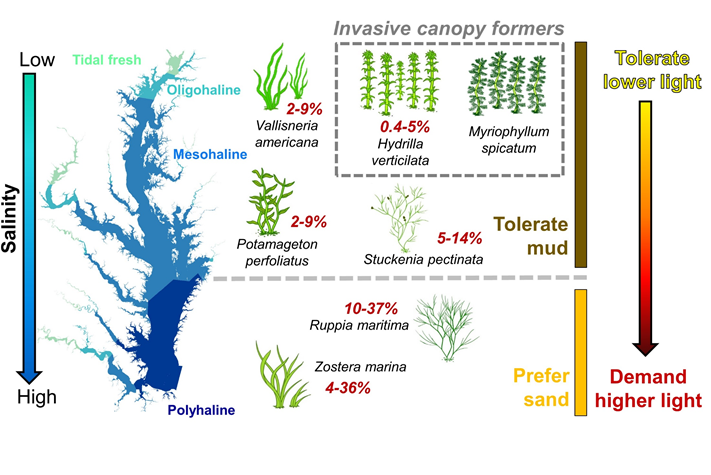 Seagrass functional traits
