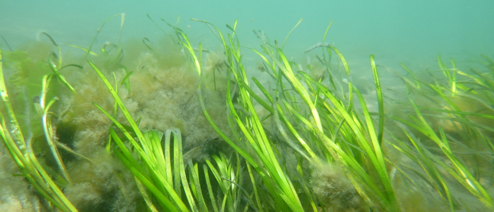 Eelgrass (Zostera marina) in south bay, VA 2016