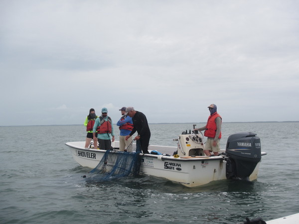 Crew pulling up trawl in south Bay , VA.
