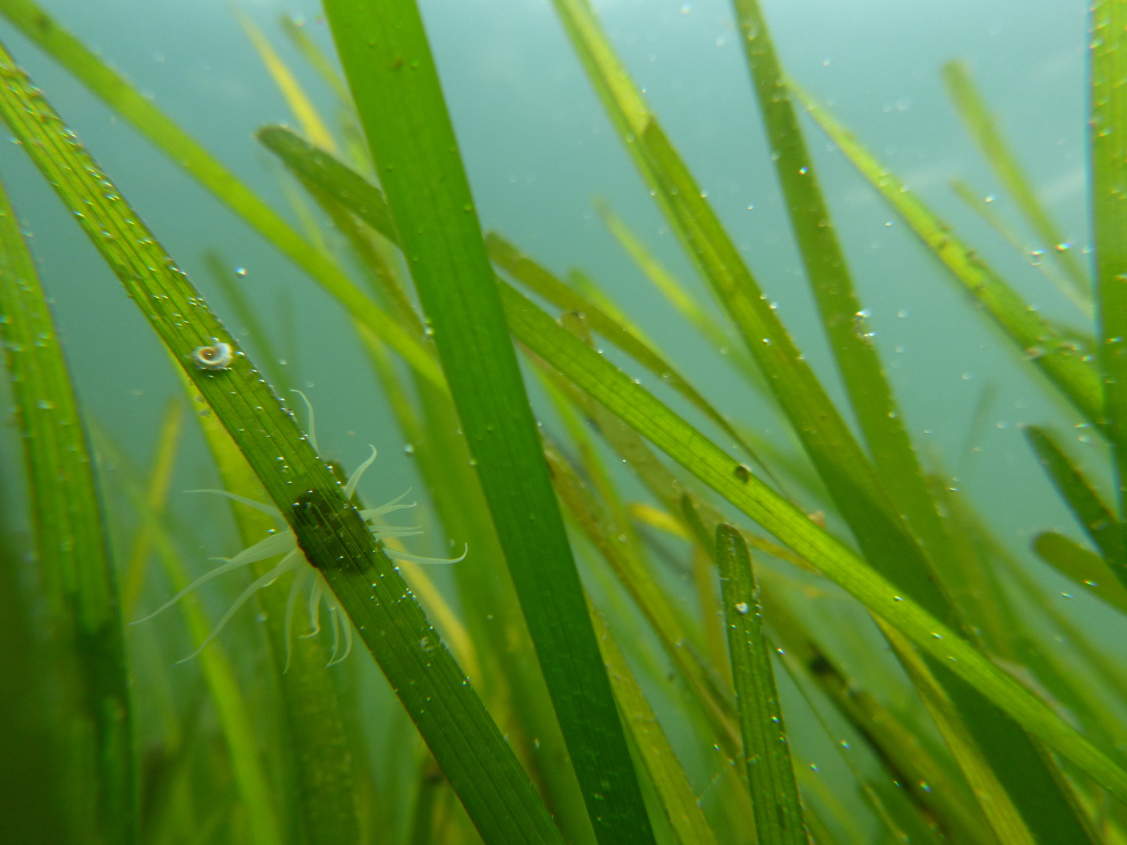 seagrass and critters