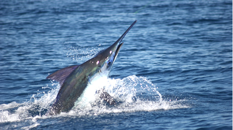 Pelagic Fishes | Virginia Institute of Marine Science