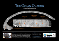 Ocean quahog aging poster