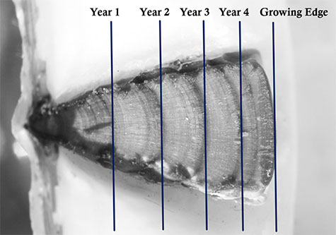 Scallop resilia with growth lines.