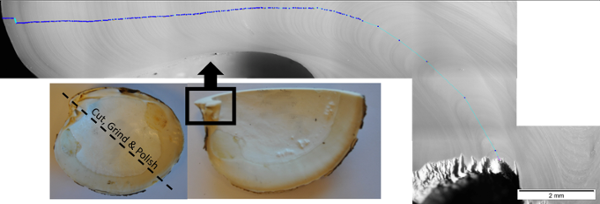 Scallop ageing images showing area of cut and dots indicating years.