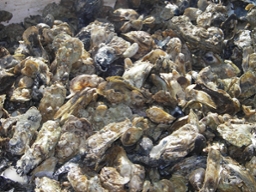 Oysters with spat. Photo by Missy Southworth