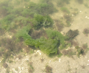 Benthic macroalgae Ulva lactuca. Photo: Linda Schaffner.