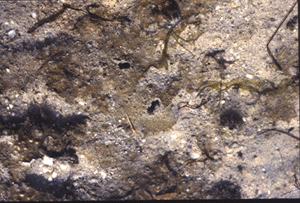 Benthic microalgae can form mats on the sediment surface. Photo: Linda Schaffner, VIMS