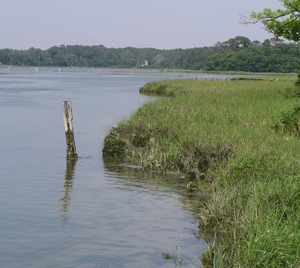 Shallow subtidal habitat along Chesapeake Bay's eastern shore. Marshes fringe the shoreline and areas used for aquaculture can be seen in the background. Photo: Linda Schaffner, VIMS