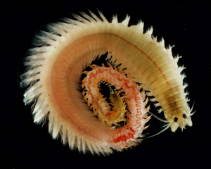 Nereis succinea, a common nereid worm in the Chesapeake Bay. Photo: Jenny Dreyer, VIMS.