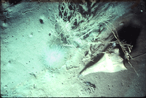 Hydroids, whelk, and anemone on bottom. Note worm holes, indicating the presence of benthic infauna. Photo: Linda Schaffner, VIMS.