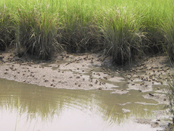 Spartina salt marsh w/ mudfiddler crabs - Photo: Matt Mainor
